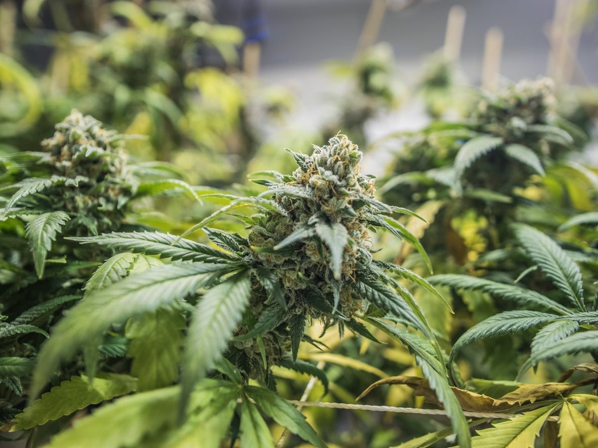cannabis plants