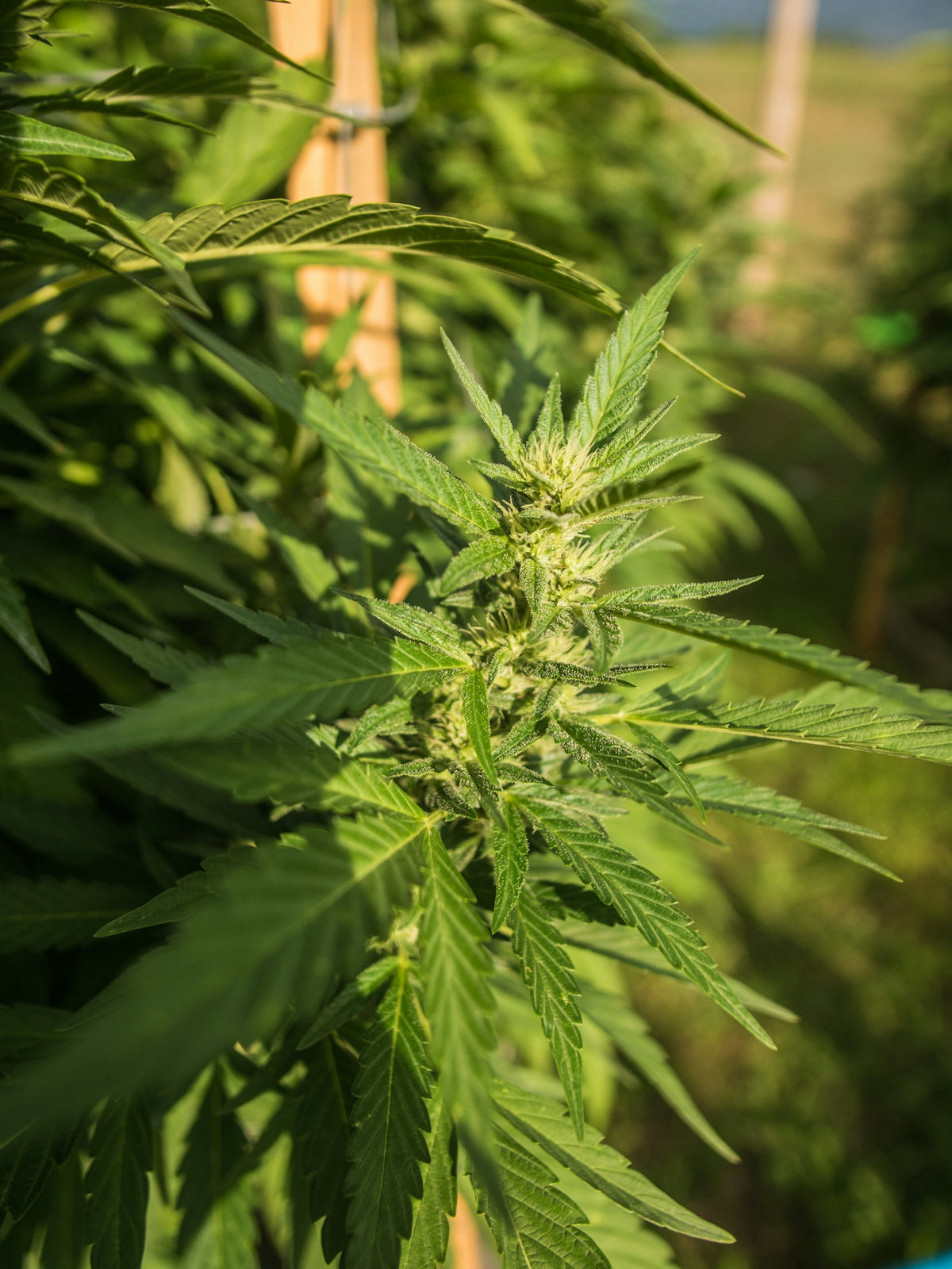 green plant in close up photography