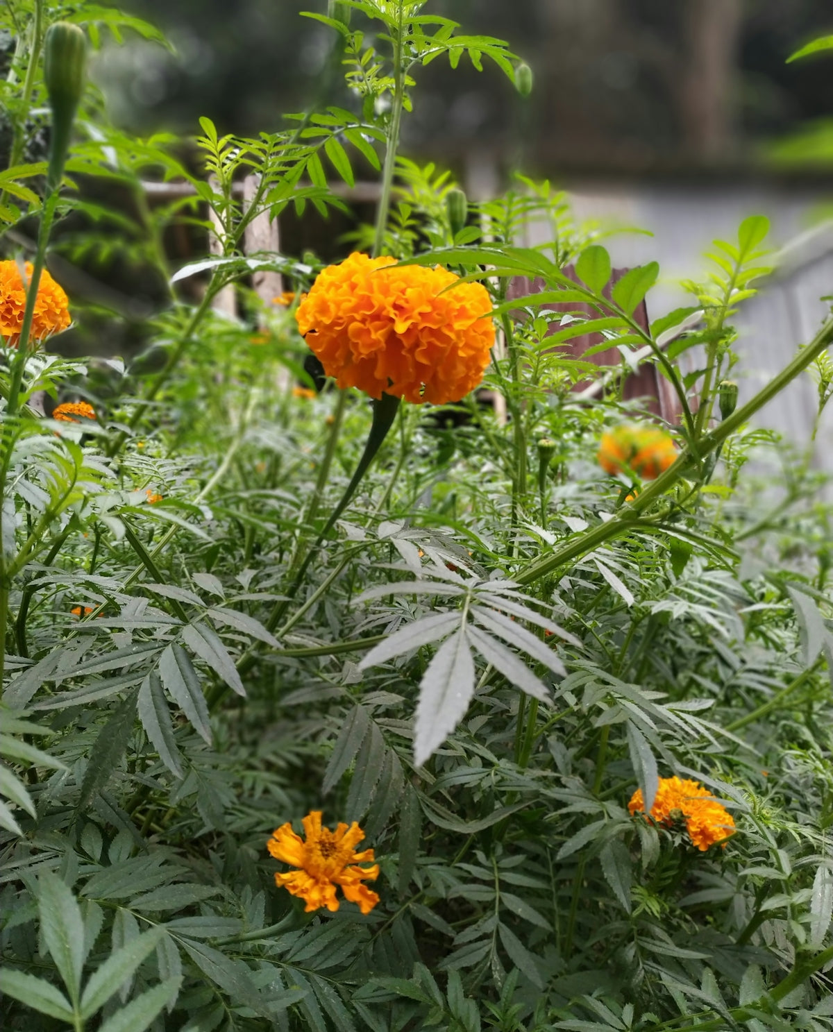 orange flower with green leaves
