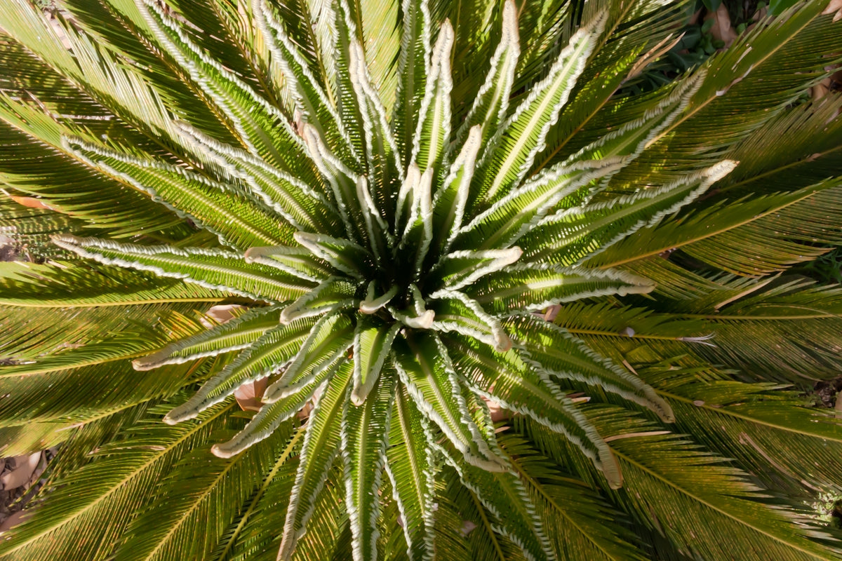 a close up of a plant with green leaves