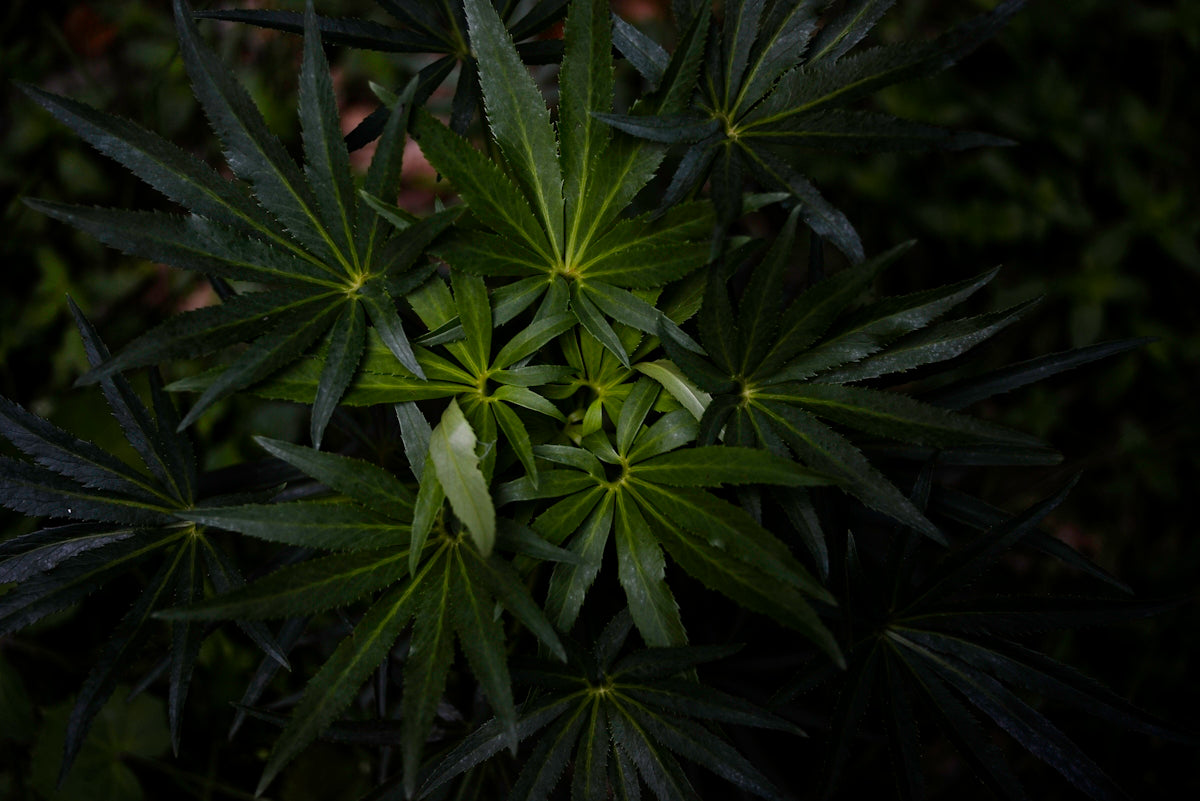 green leaves in close up photography
