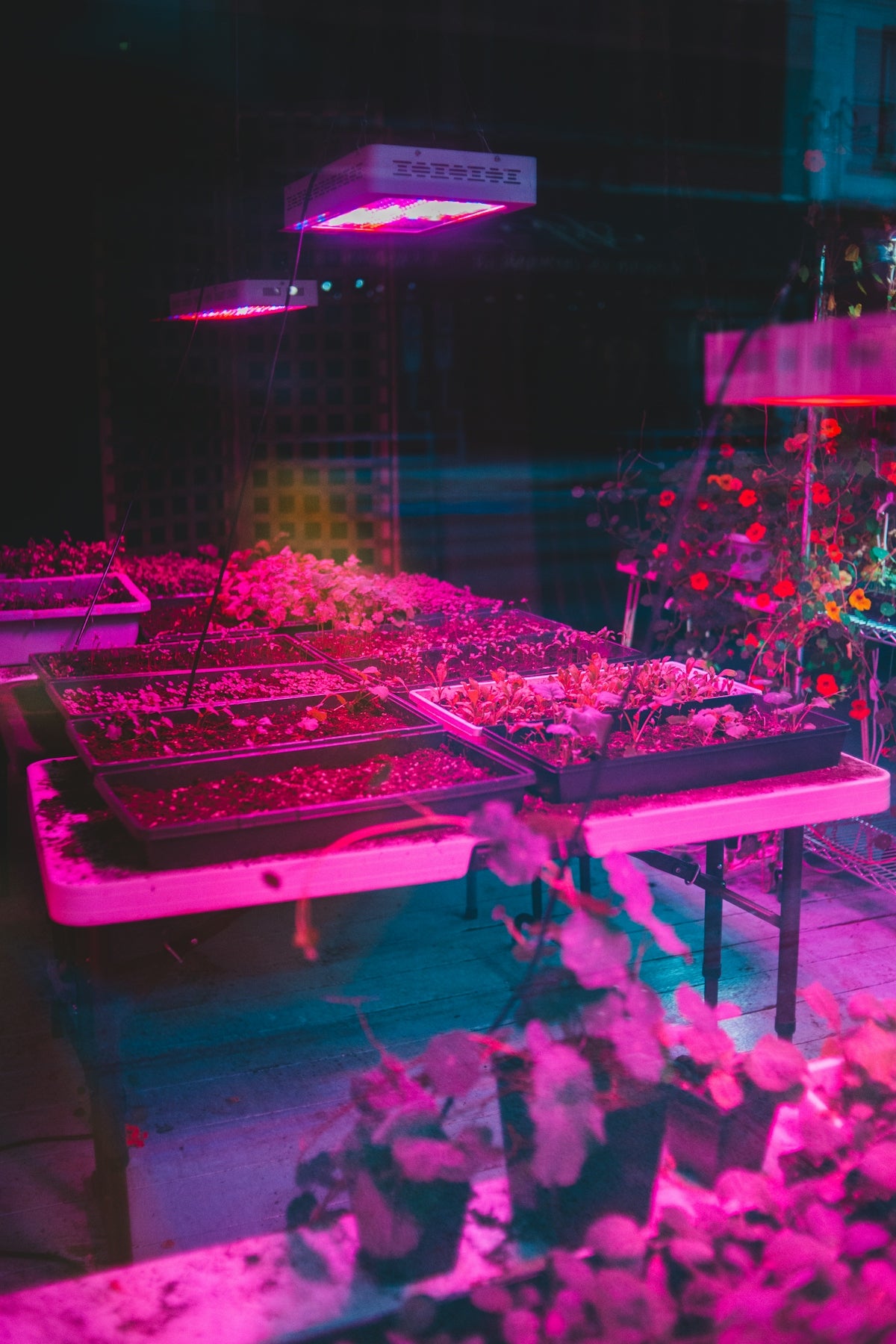 pink and white flower on table