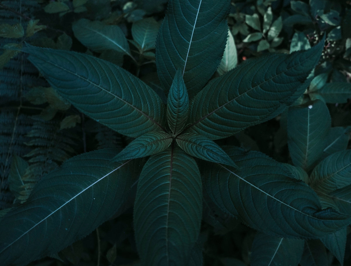 green leaf plant during daytime