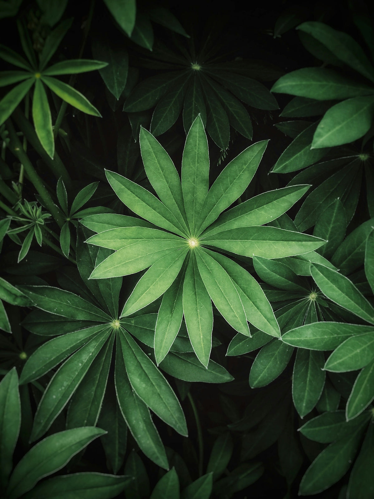 green plant in close up photography