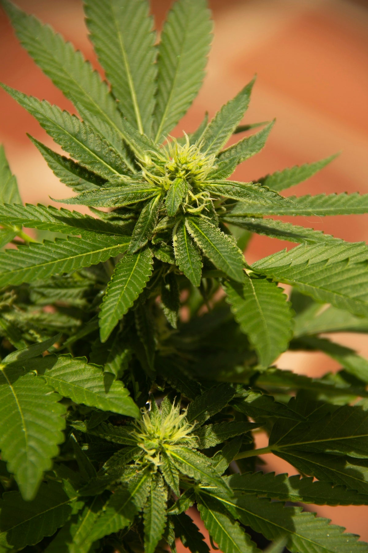 green leaf plant in close up photography