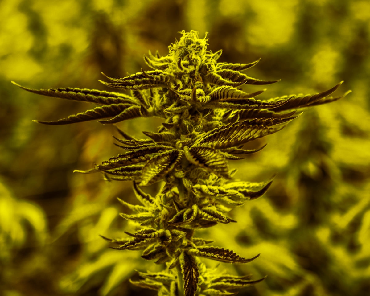 green plant in close up photography