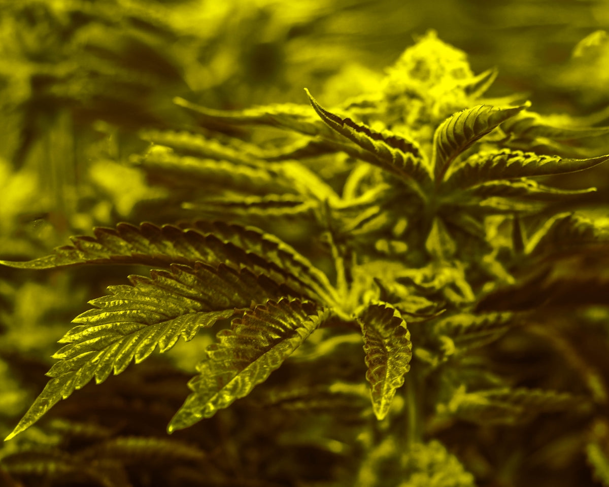 green leaf plant in close up photography