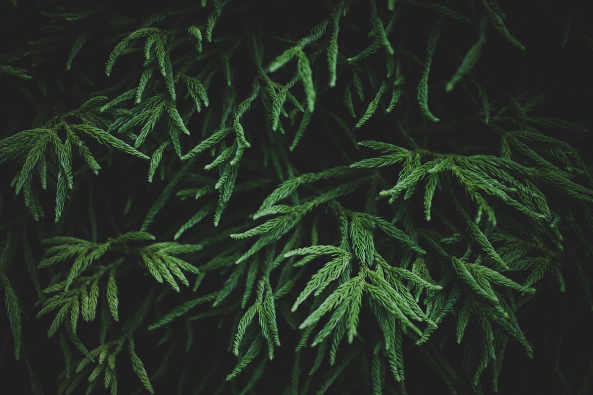 green leaves in black background