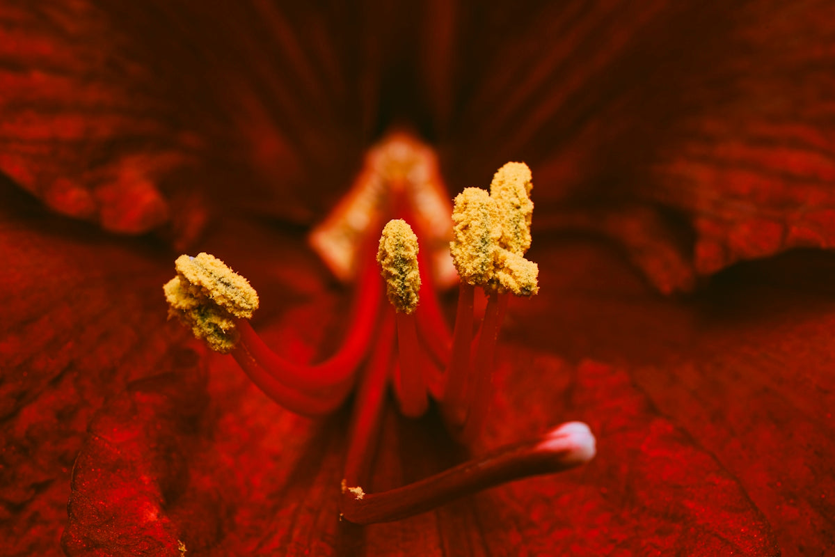 white flowers in brown wooden stick