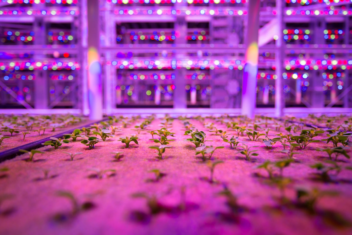 a room filled with lots of plants growing in it