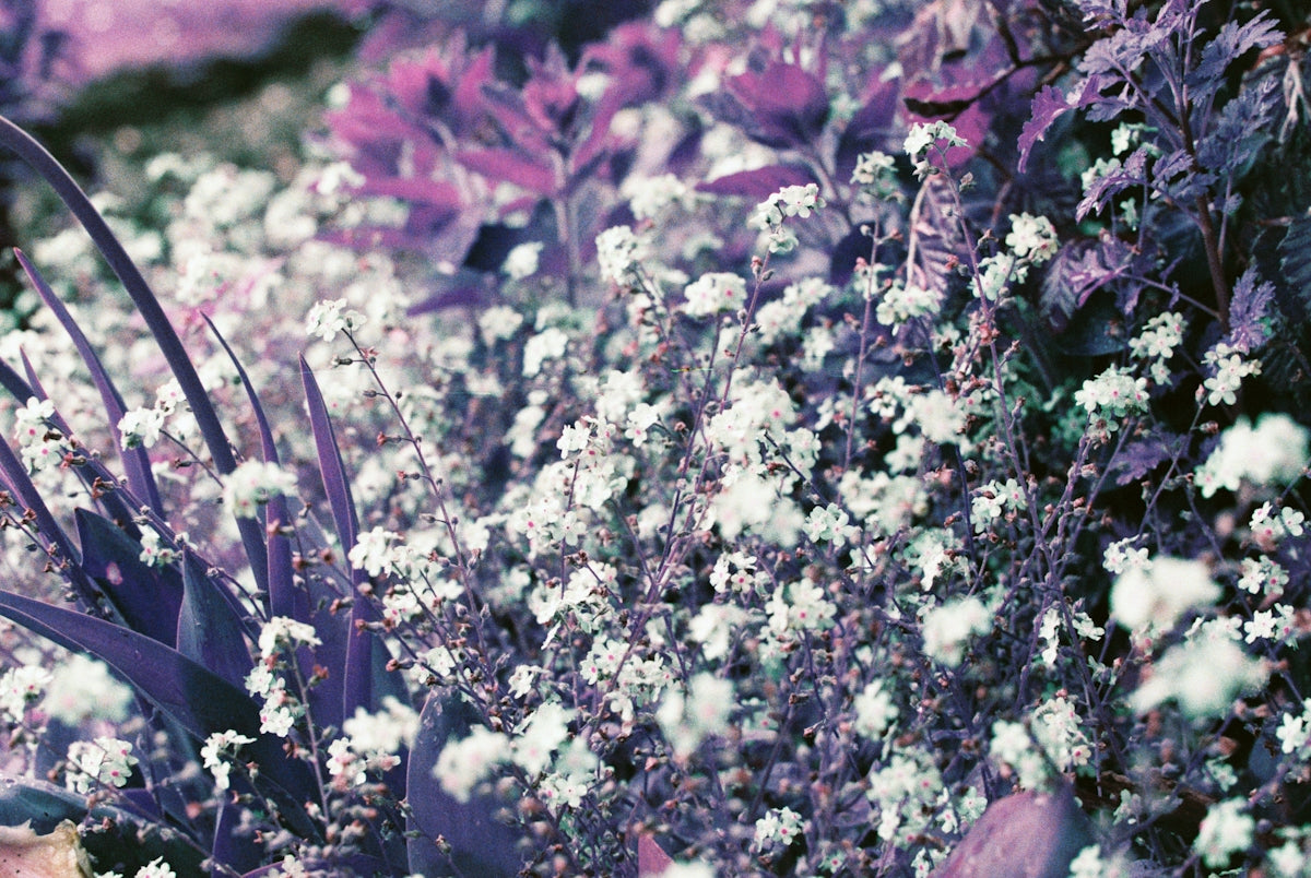 white and pink flowers during daytime