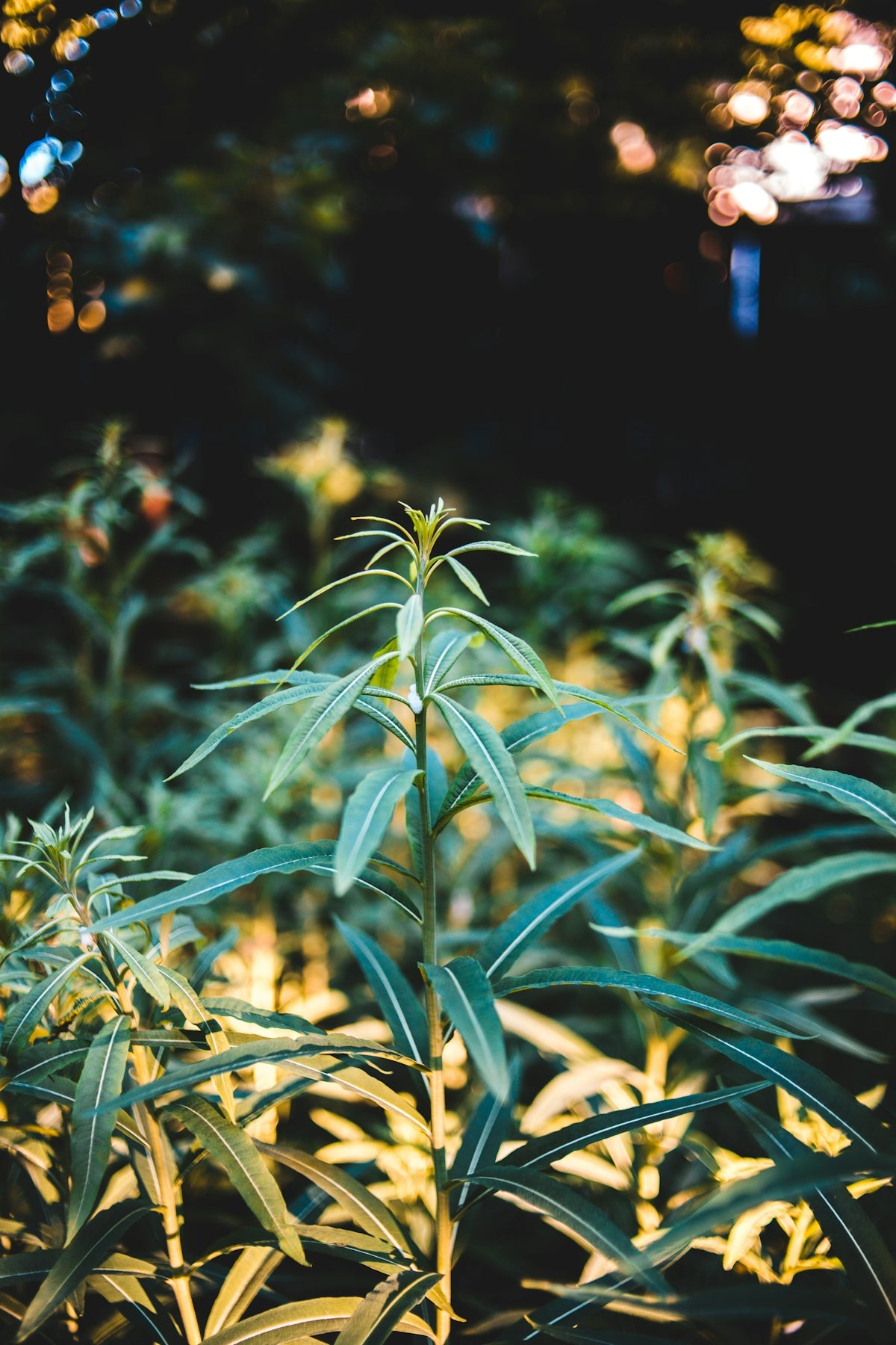 green and yellow plant during night time