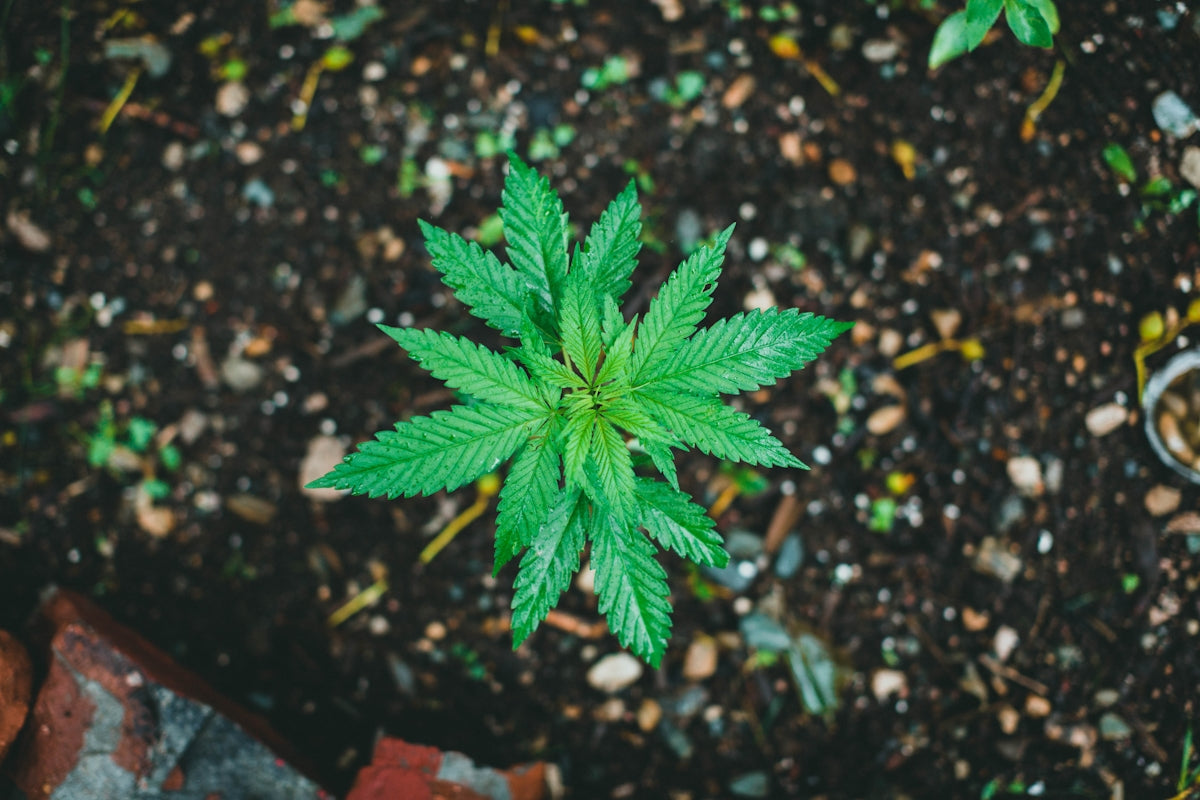 green plant on brown soil