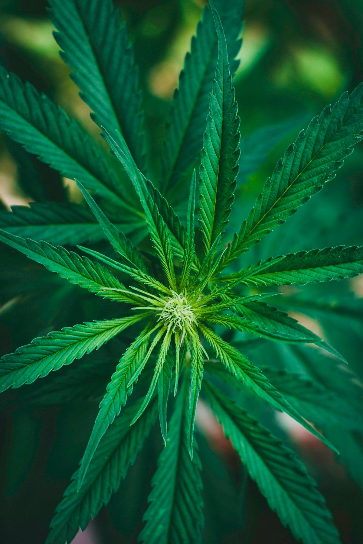 green leaf plant in close up photography