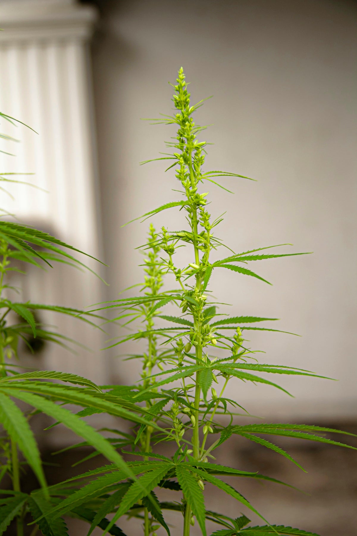 a close up of a plant near a wall