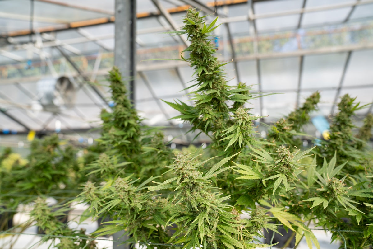 a greenhouse filled with lots of green plants