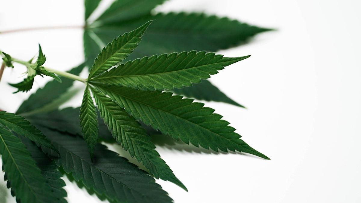 a close up of a green leaf on a plant