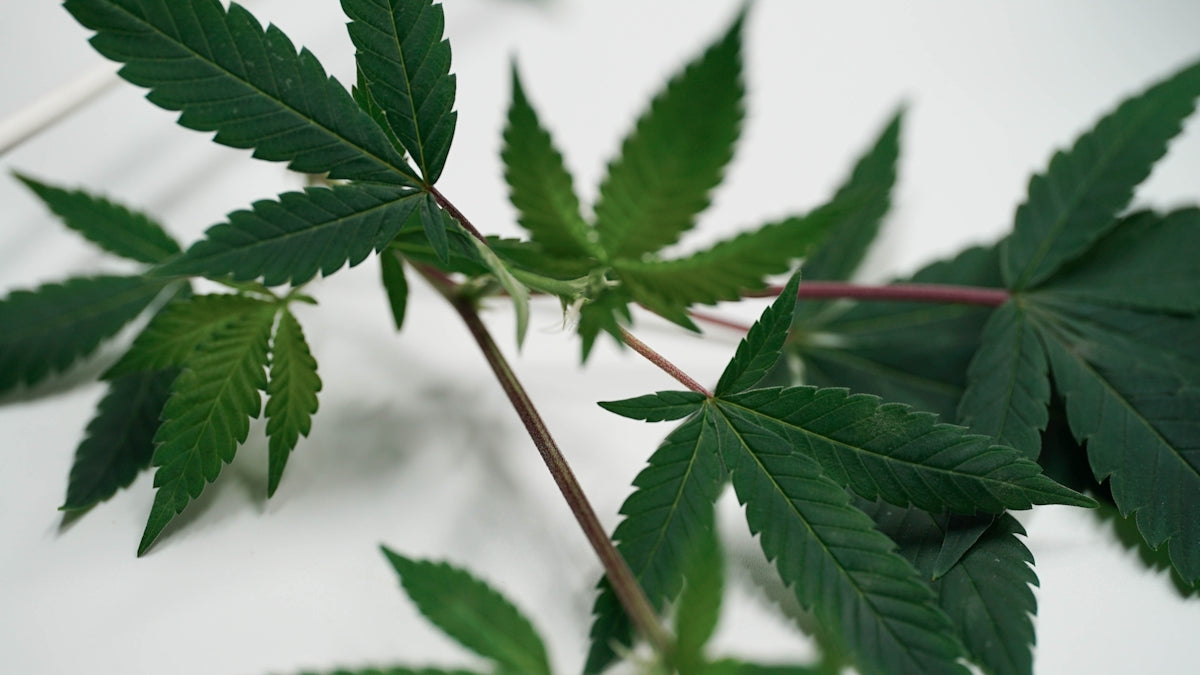a close up of a green leafy plant