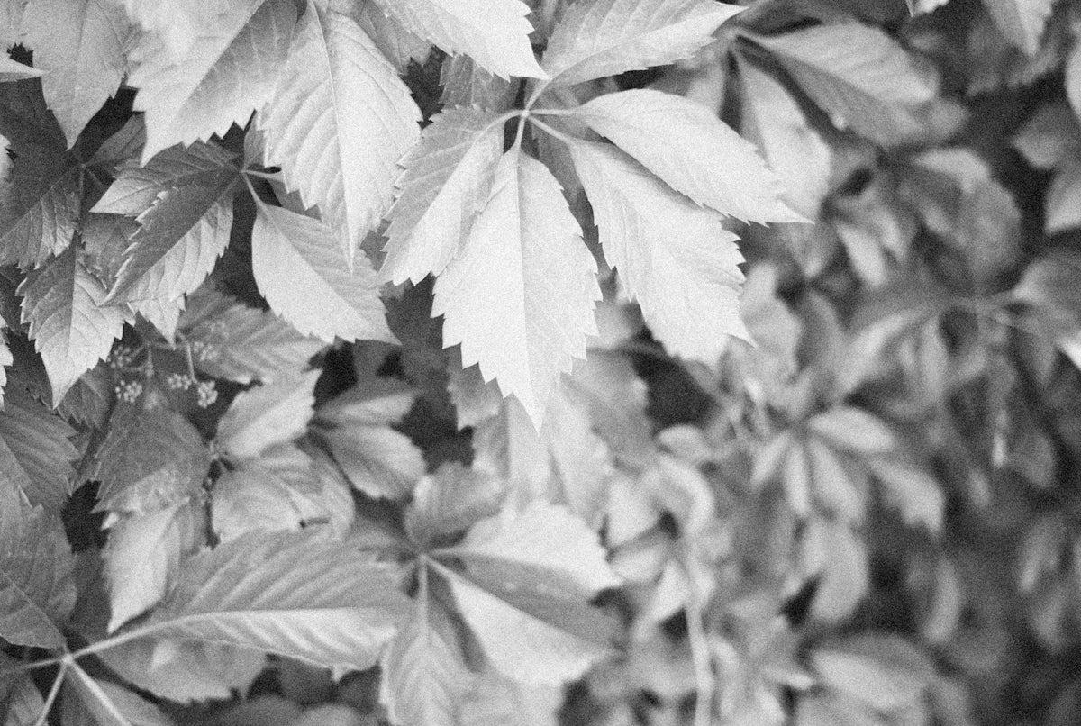 a black and white photo of leaves on a tree