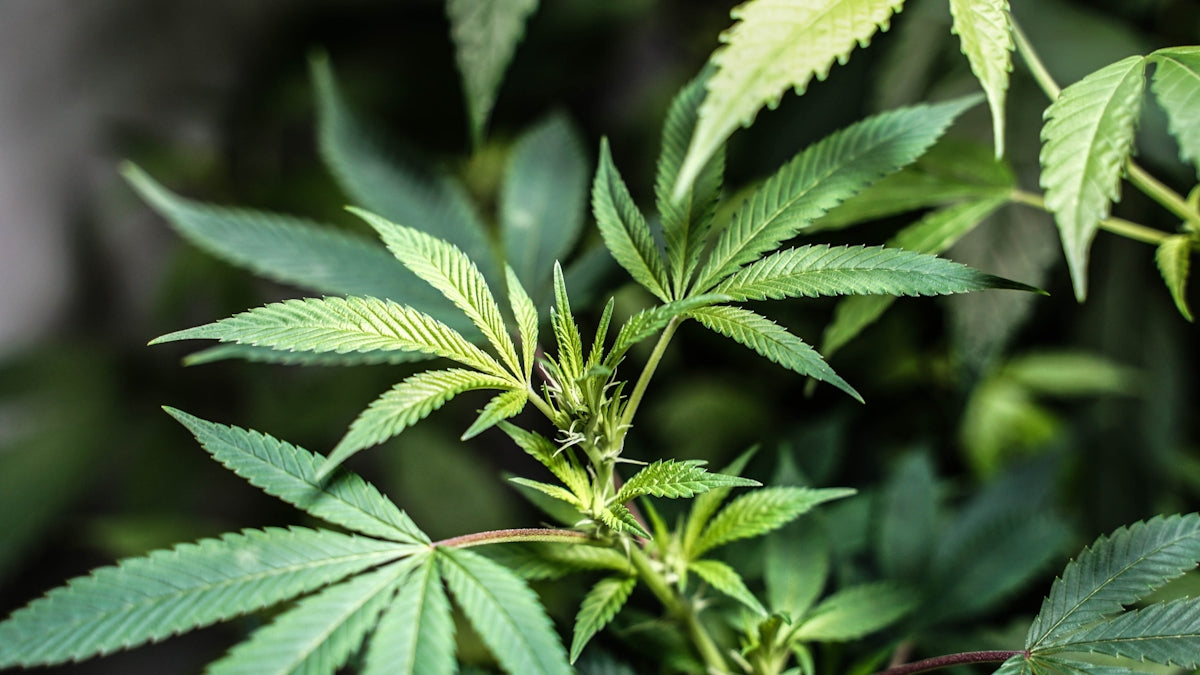 a close up of a green plant with leaves