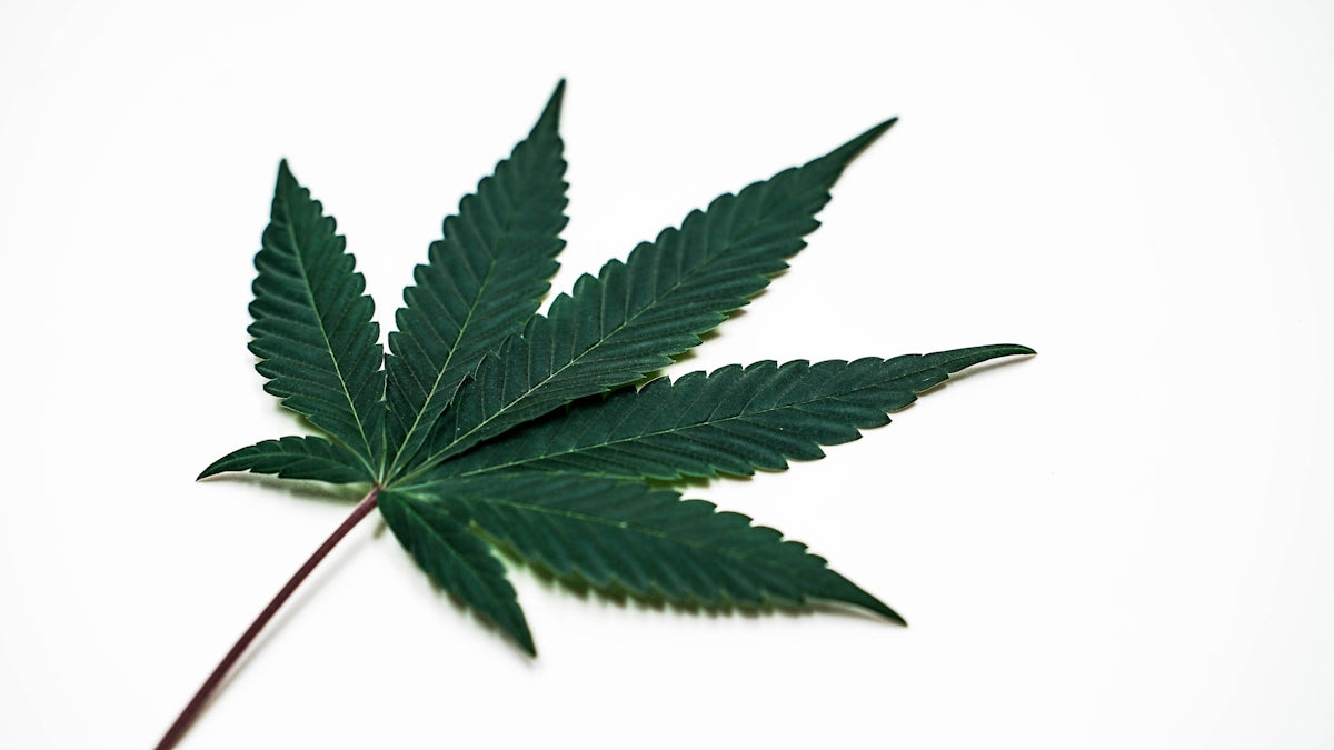 a close up of a green leaf on a white background