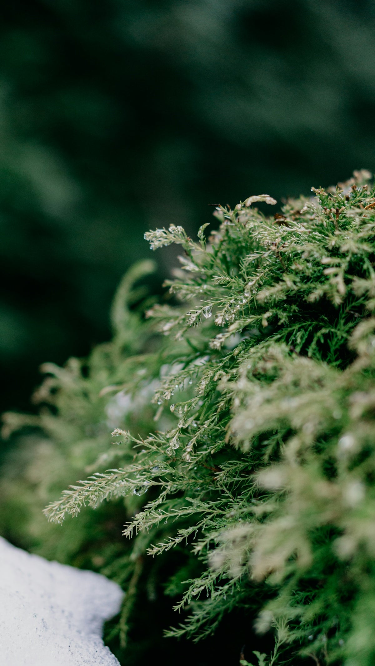 a close up of a plant with snow on it