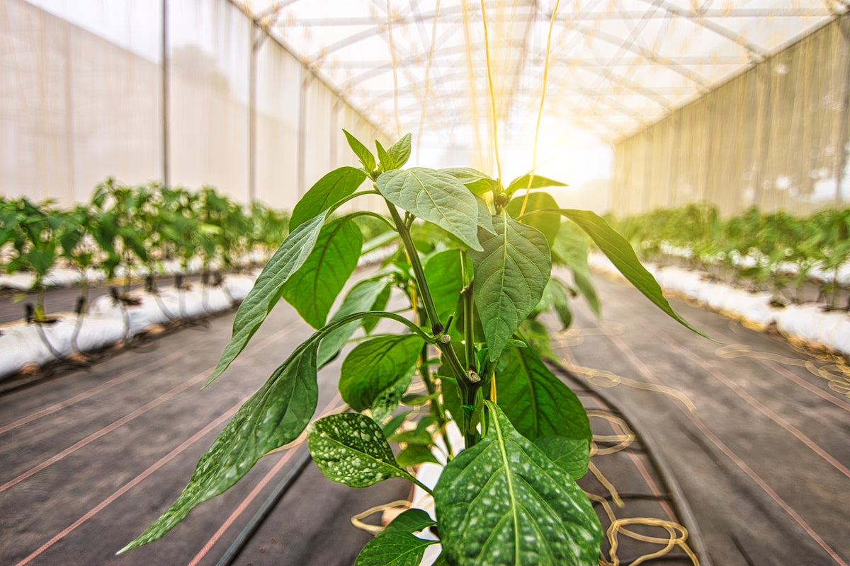 a plant in a greenhouse with lots of green plants