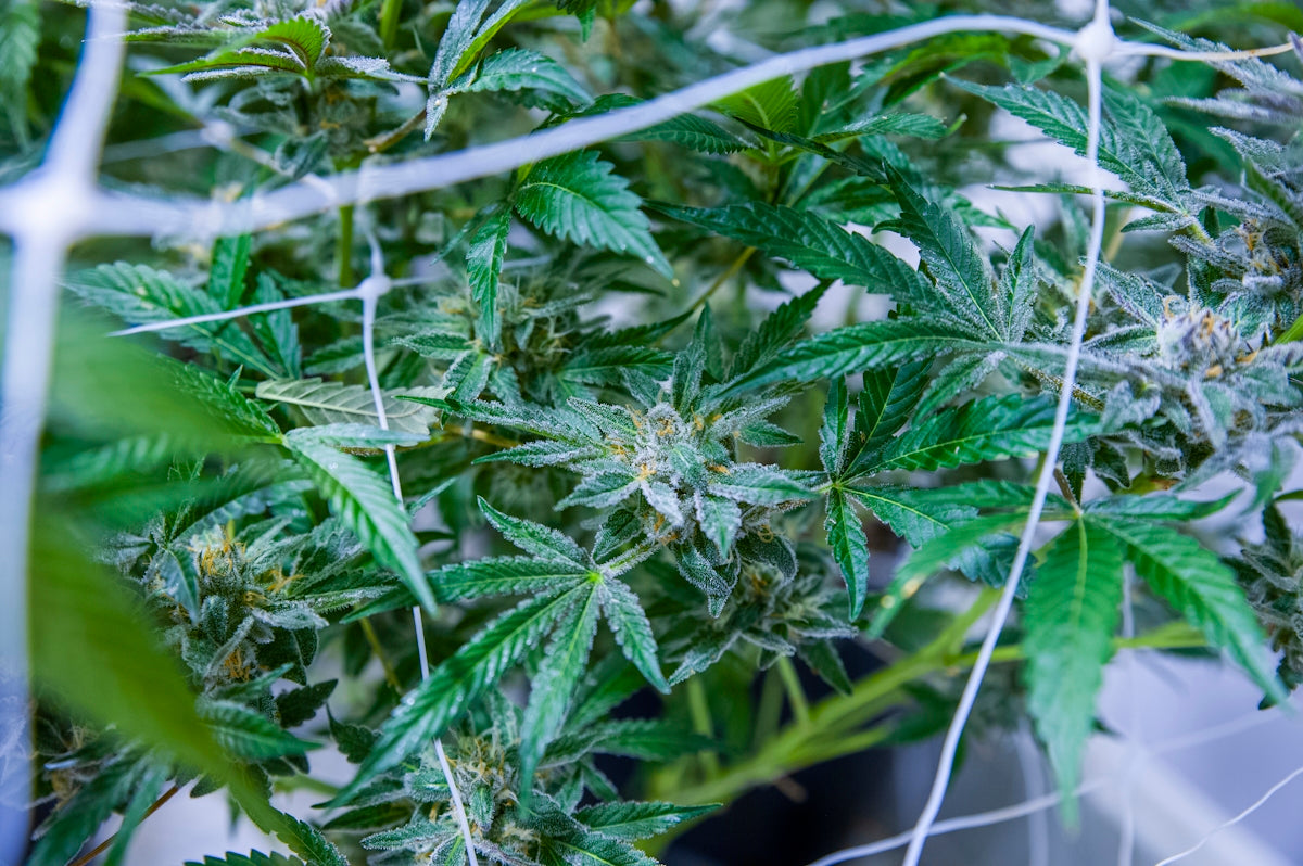a close up of a plant with green leaves