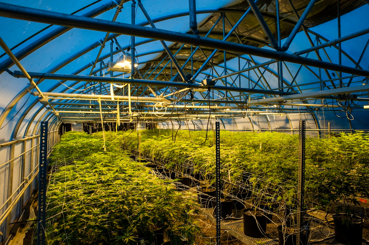a greenhouse filled with lots of green plants