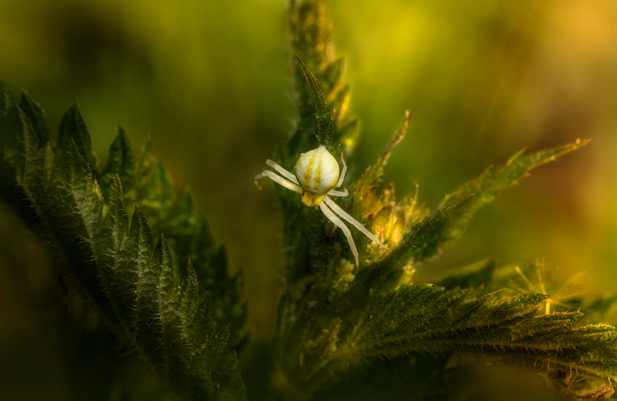 a small white spider sitting on top of a green plant