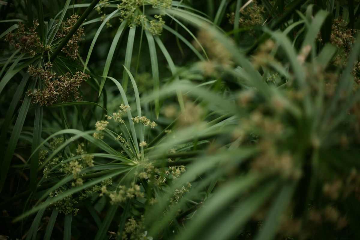 a close up of a plant with lots of leaves