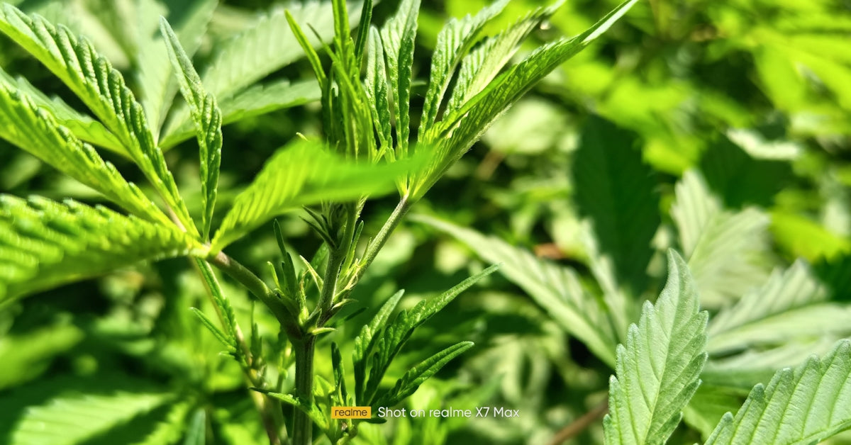 a close up of a green plant with leaves