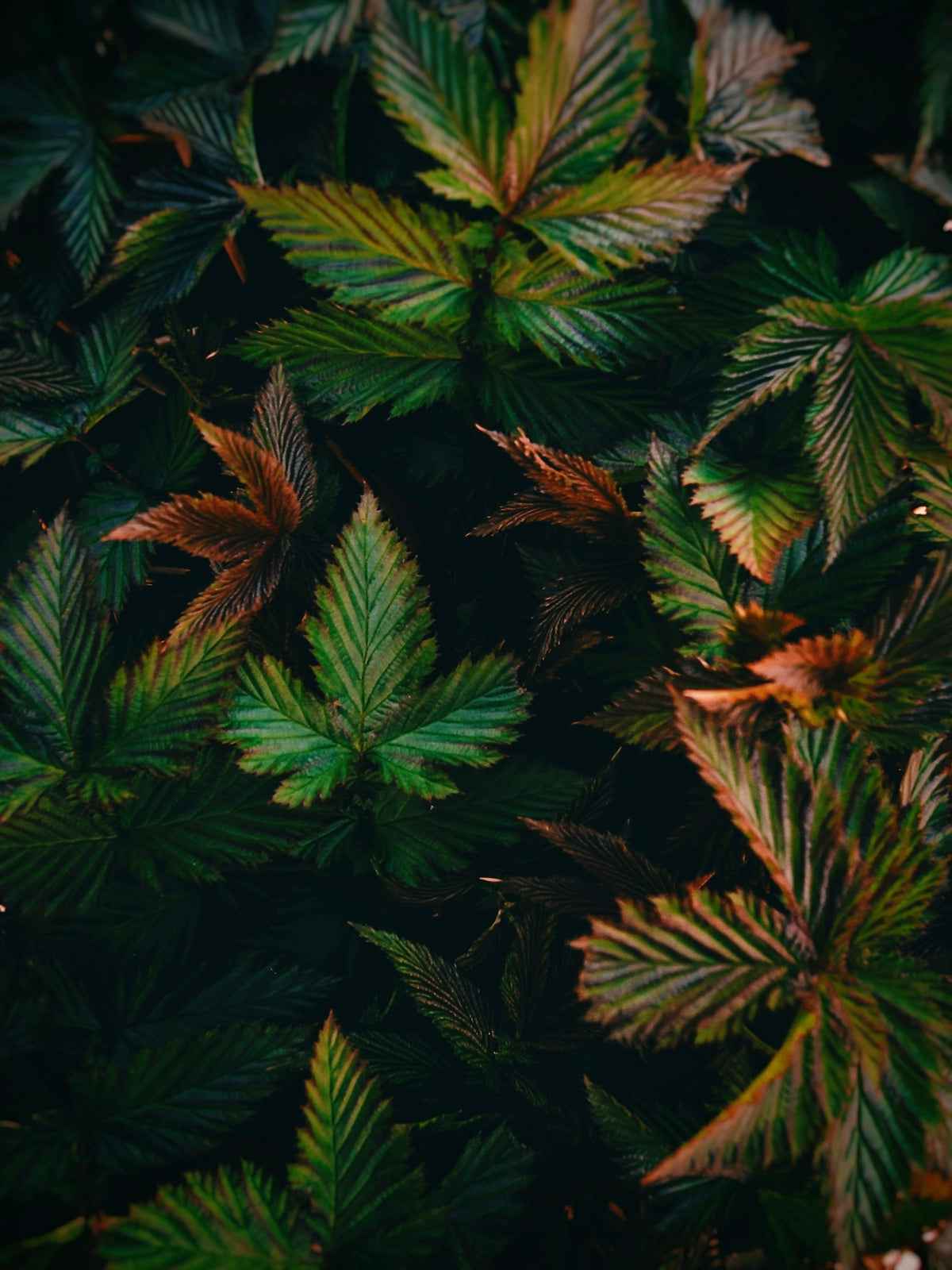 a close up of a bunch of green leaves