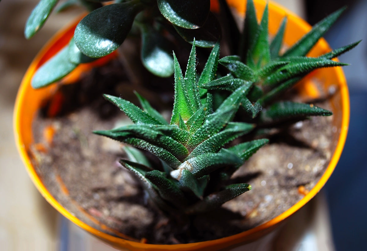 a close up of a plant in a pot