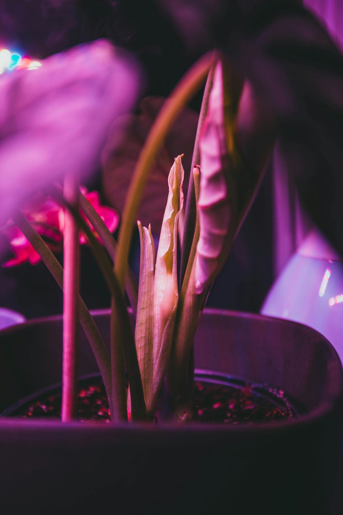 a close up of a plant in a pot