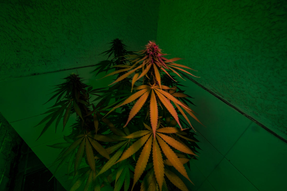 a plant is growing in a green room
