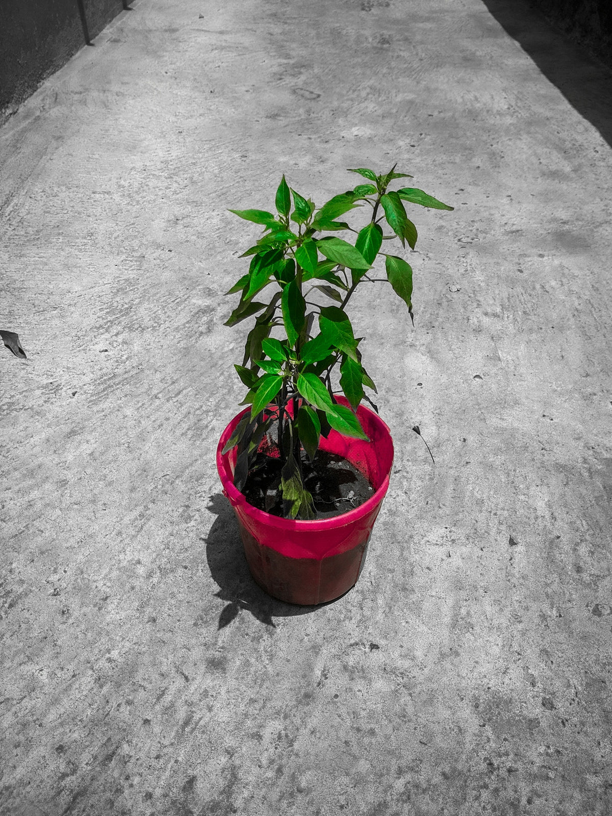a plant in a pot