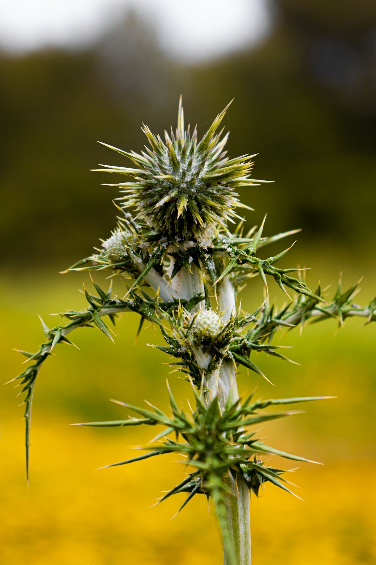 a close up of a dandelion