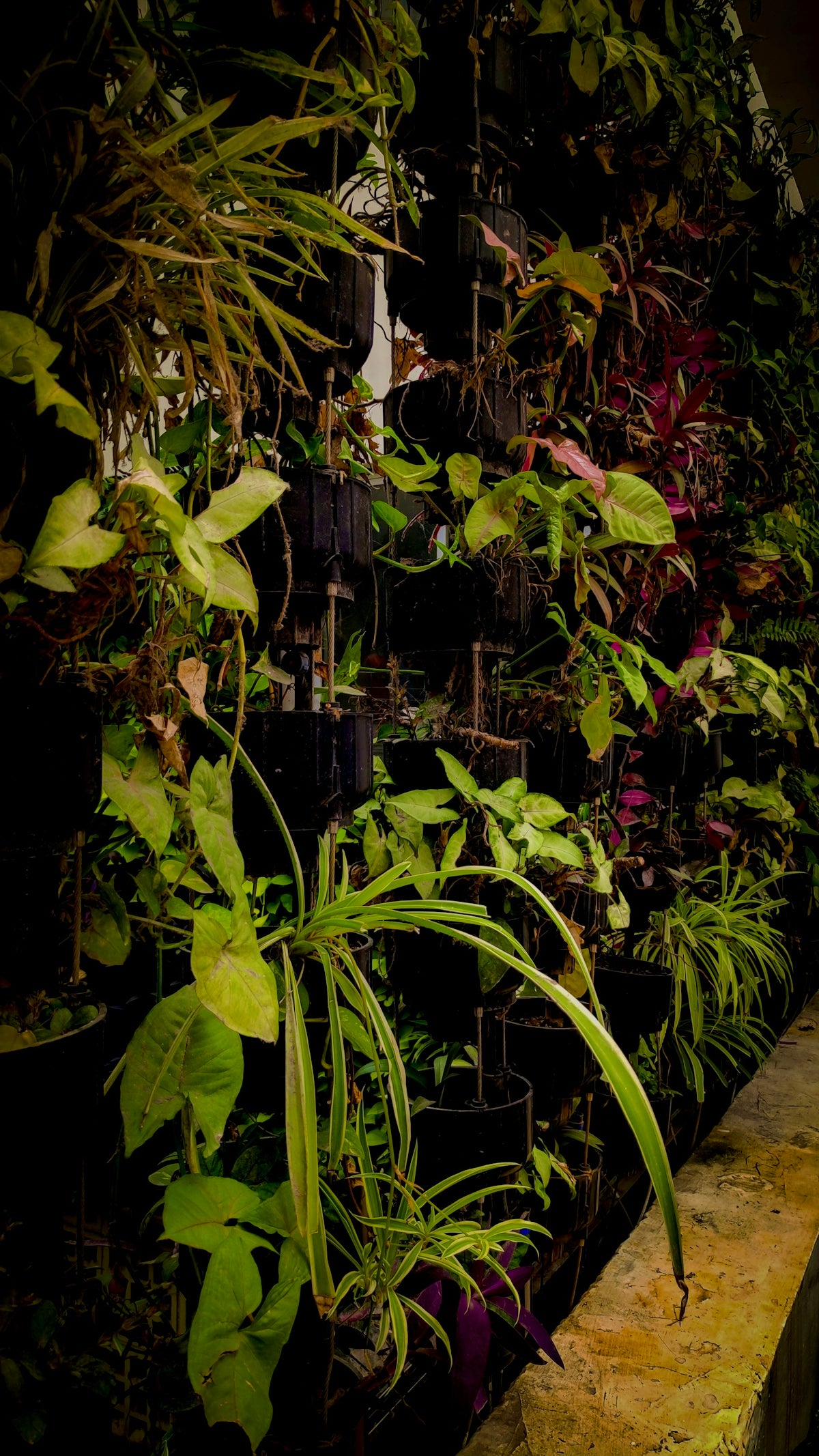 a garden with plants and flowers