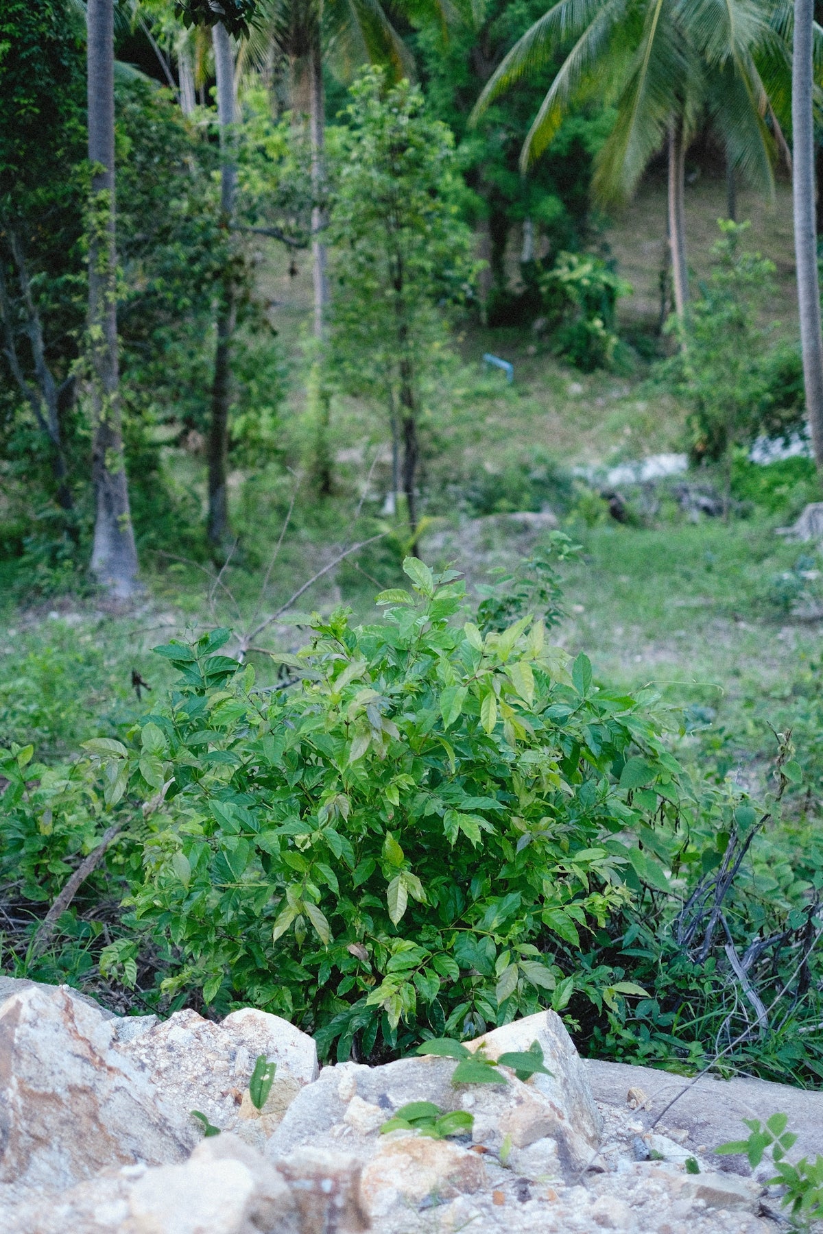 a small bush in the middle of a forest