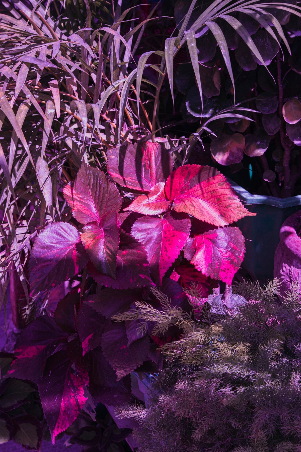 a group of purple flowers