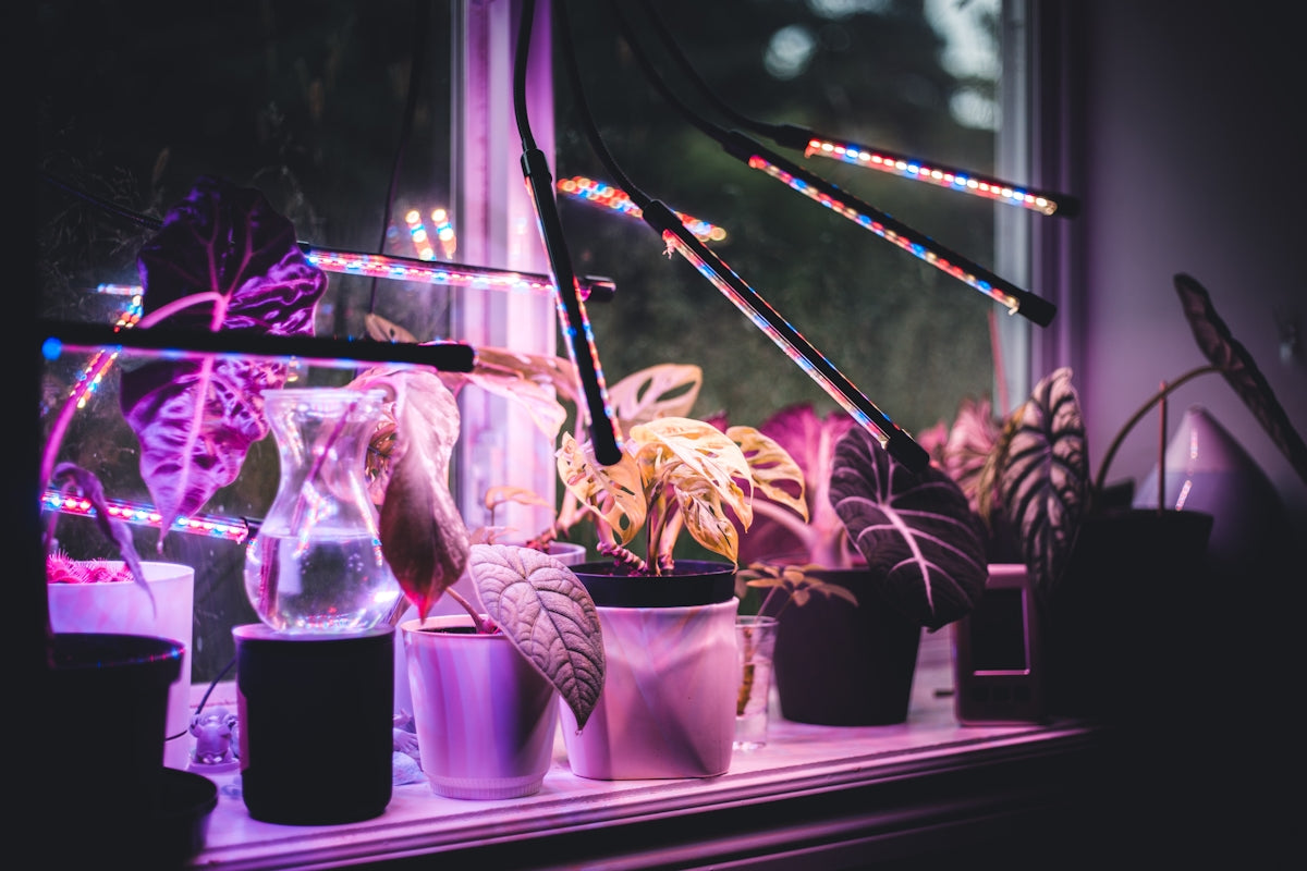 a window display with a variety of objects