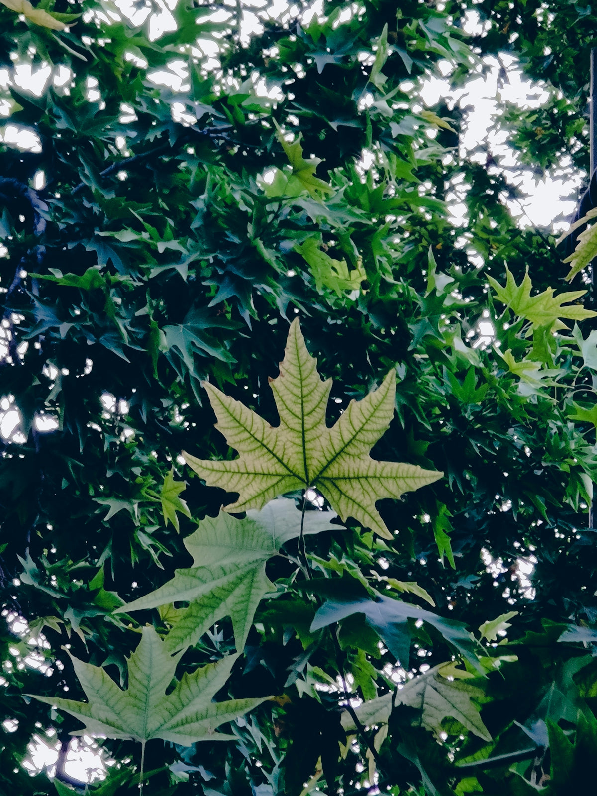 a close up of a leaf