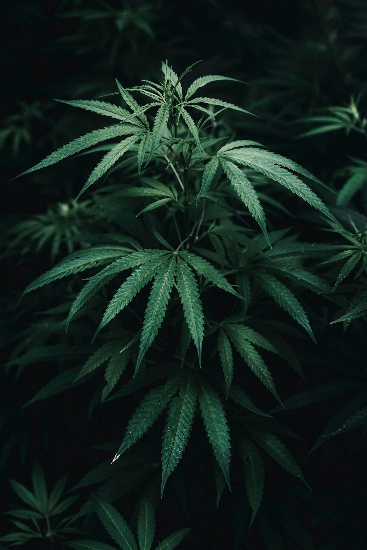 a close-up of some leaves