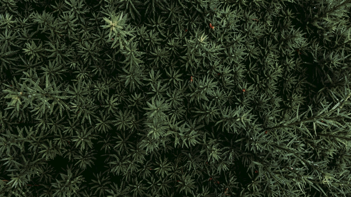 a close-up of some grass