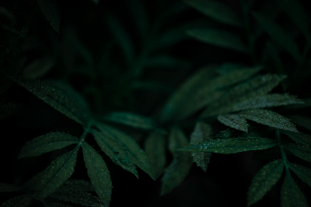 a close-up of some leaves