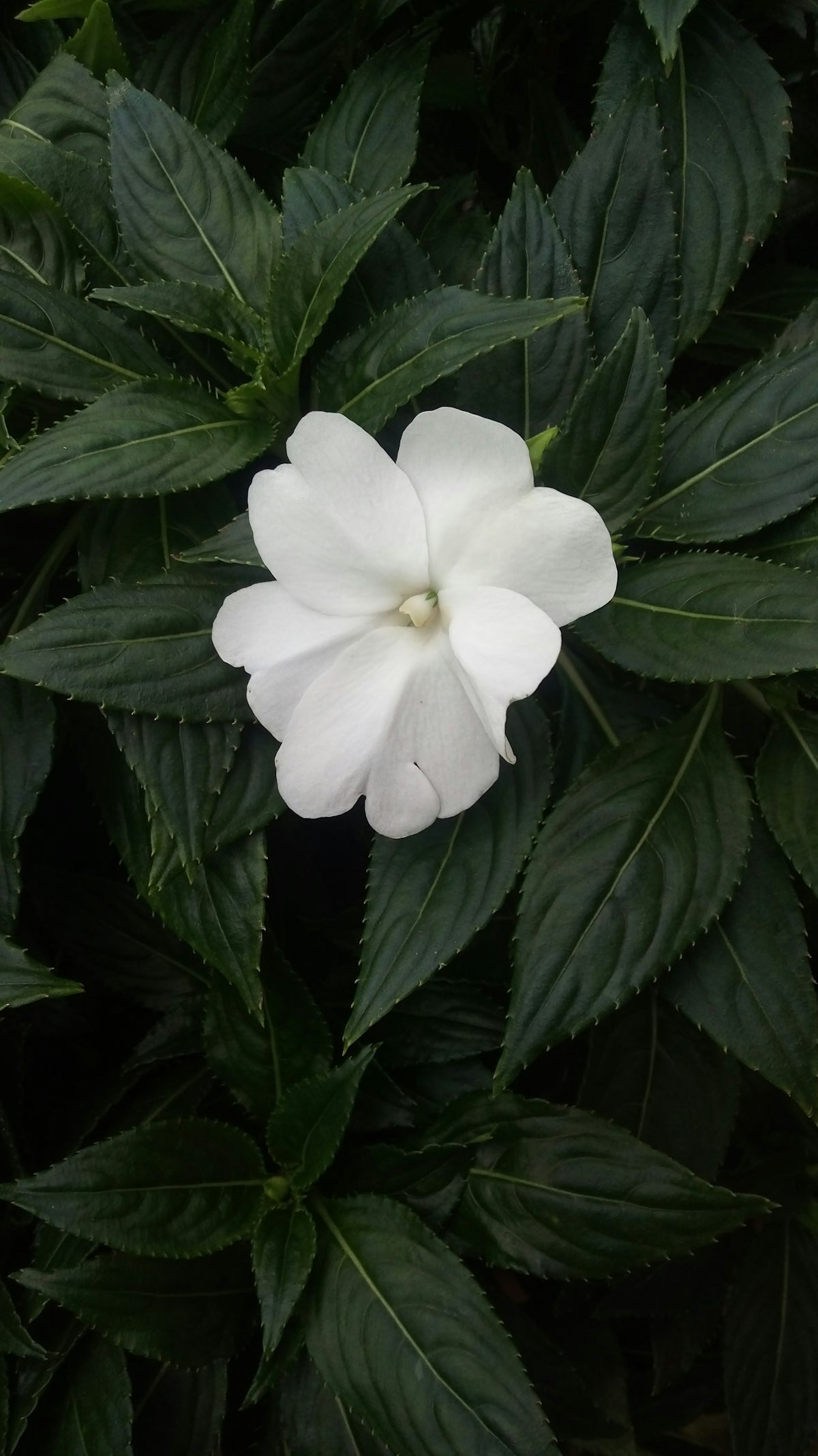 a white flower surrounded by green leaves