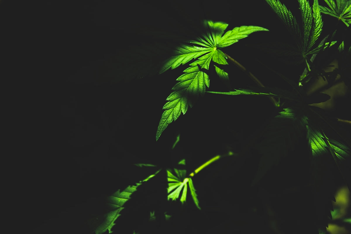 a close-up of some leaves