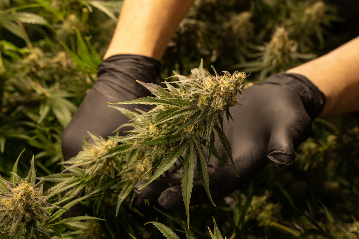 a person in black gloves holding a weed