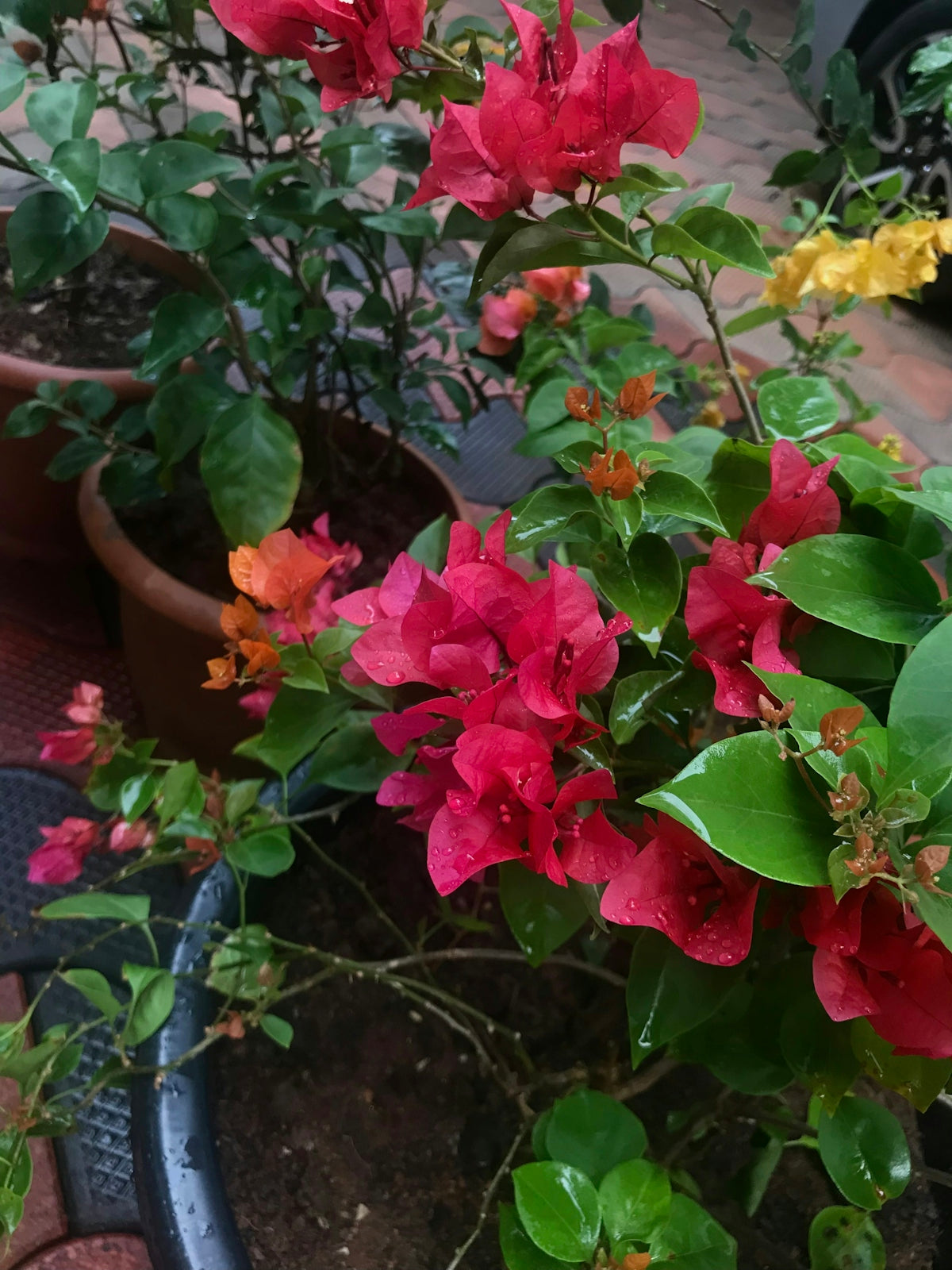 a potted plant with red and yellow flowers